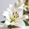 Fragancia Lirio Blanco